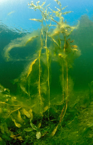 Laichkraut Potamogeton mit Grünalgen